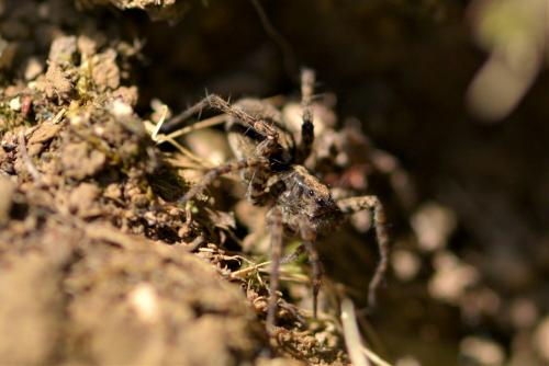 Pardosa sp.